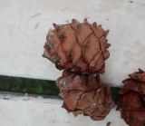 Pinus sibirica