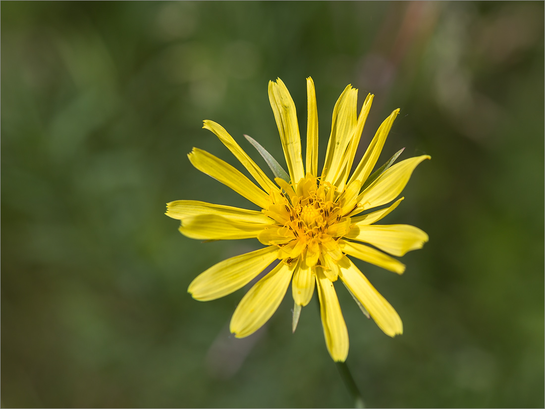 Изображение особи Tragopogon orientalis.