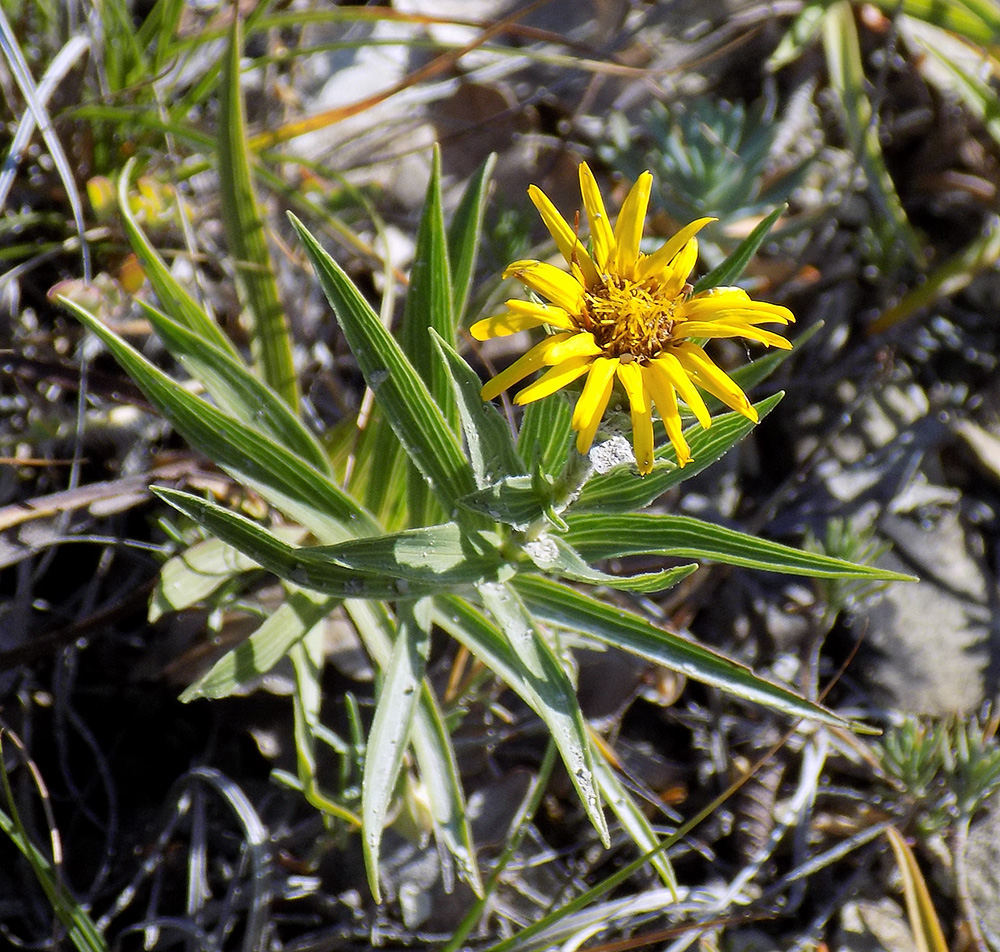 Image of Inula ensifolia specimen.