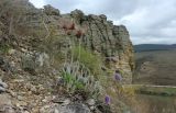Pulsatilla taurica. Цветущие и плодоносящие растения. Республика Крым, г/о г. Судак, окр. с. Курское, гора Бор-Кая, каменистый склон. 08.04.2023.