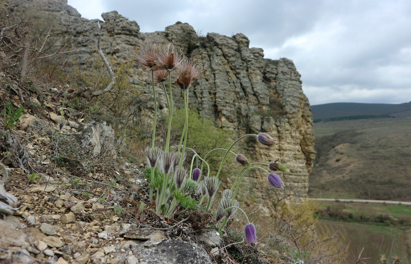 Изображение особи Pulsatilla taurica.