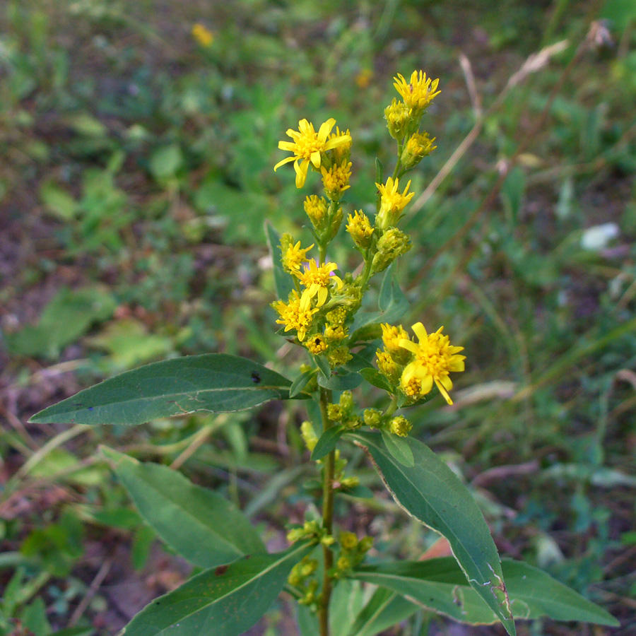 Изображение особи Solidago virgaurea.