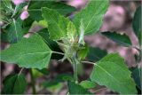 Chenopodium album