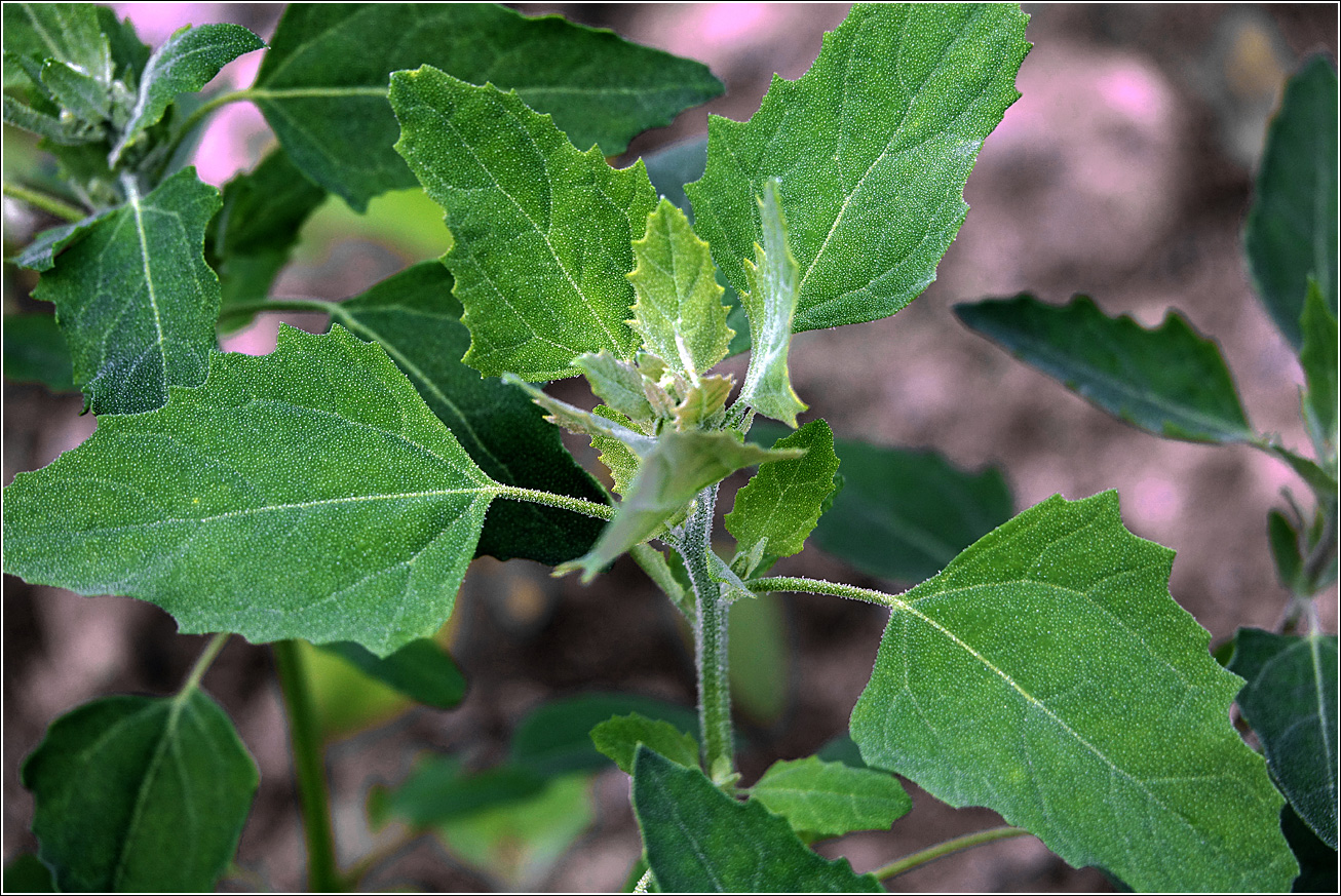 Изображение особи Chenopodium album.