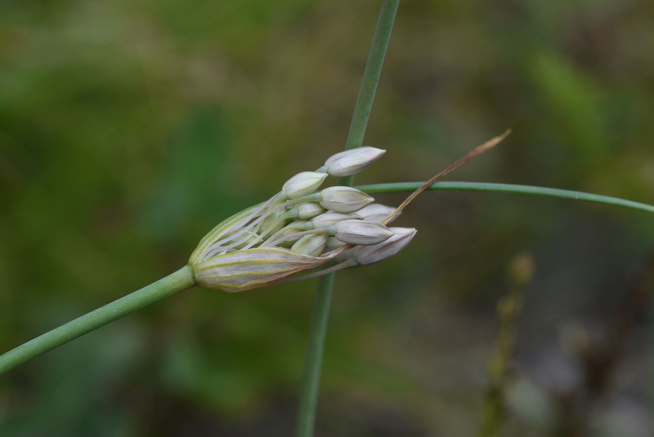 Image of genus Allium specimen.