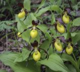 Cypripedium calceolus