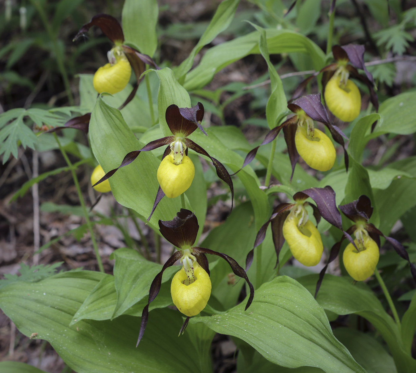 Image of Cypripedium calceolus specimen.