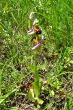 Ophrys apifera