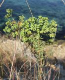 genus Euphorbia. Отцветшее соцветие. Болгария, Бургасская обл., г. Несебр, природный заказник \"Песчаные дюны\", мыс Акротирия, кромка обрыва. 15.09.2021.