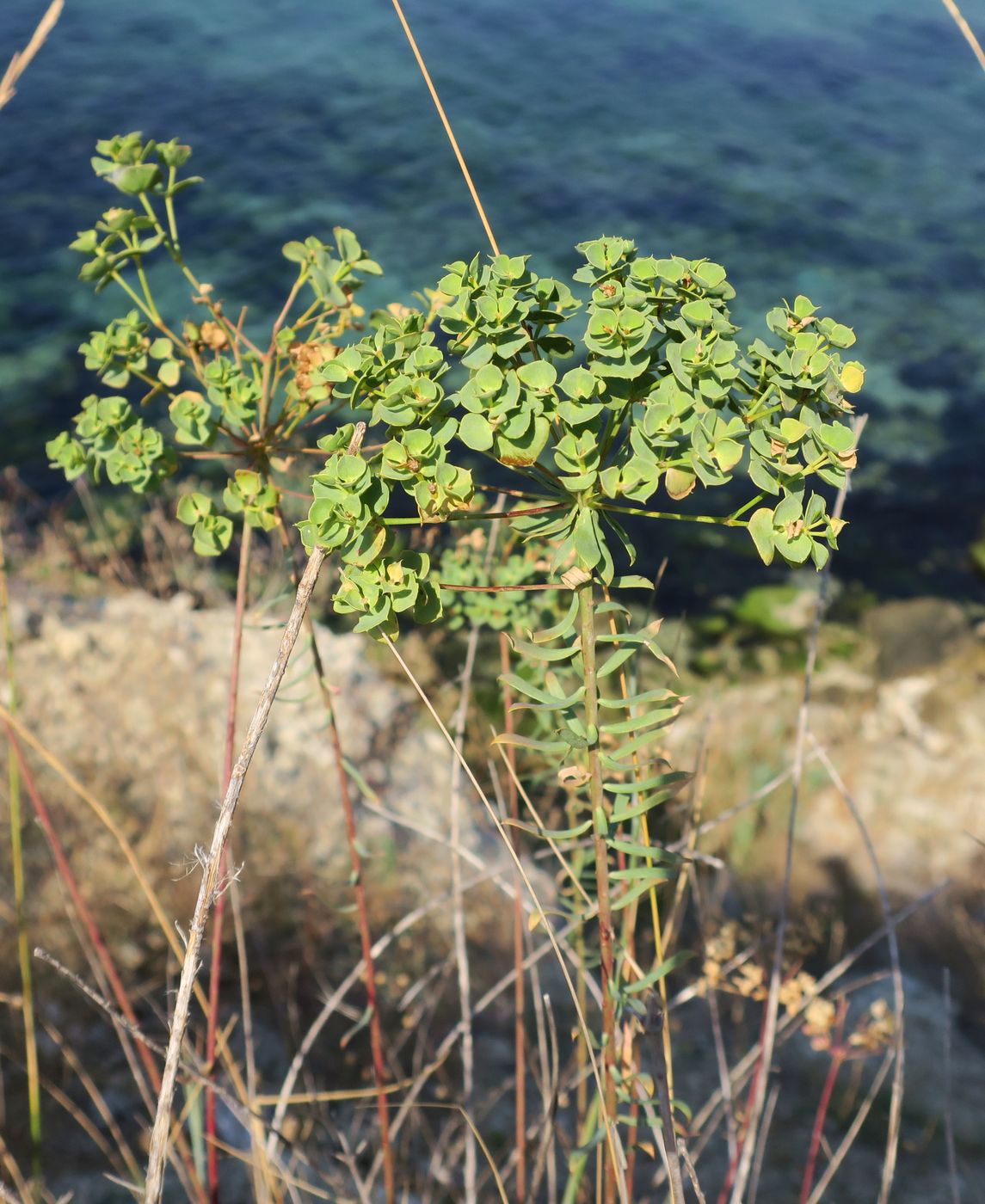 Image of genus Euphorbia specimen.