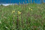 Verbascum virgatum. Верхушка цветущего и плодоносящего растения. Чили, обл. Valparaiso, провинция Isla de Pascua, г. Hanga Roa, высокий берег океана, сообщество травянистых растений. 08.03.2023.