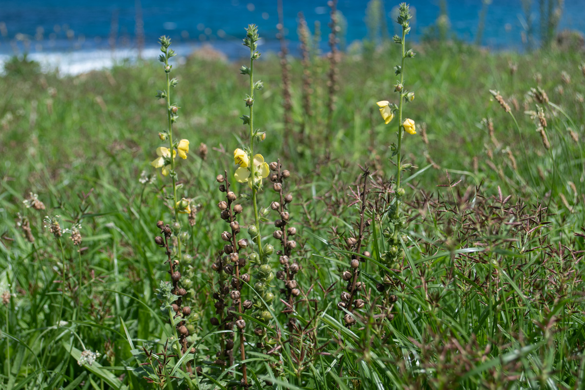 Изображение особи Verbascum virgatum.