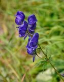 род Aconitum