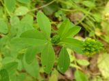 Trifolium aureum