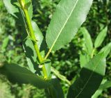 Salix &times; schumanniana