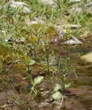 Barbarea vulgaris