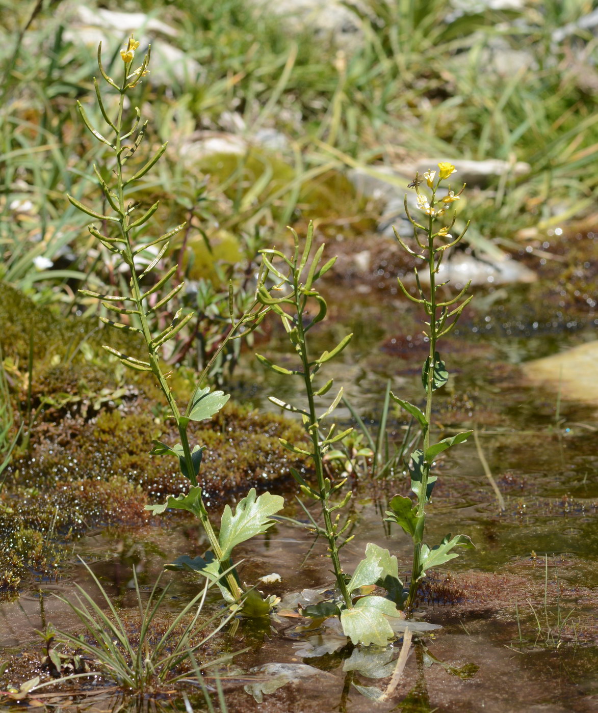 Изображение особи Barbarea vulgaris.