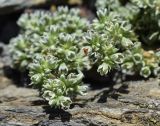 Scleranthus perennis подвид polycnemoides. Соцветия с клещом-краснотелкой. Испания, автономное сообщество Каталония, провинция Жирона, комарка Рипольес, муниципалитет Мольо, плато в окр. горного приюта les Saleres de Caderget (1720 м н.у.м), скальный выход на субальпийском лугу. 09.07.2023.