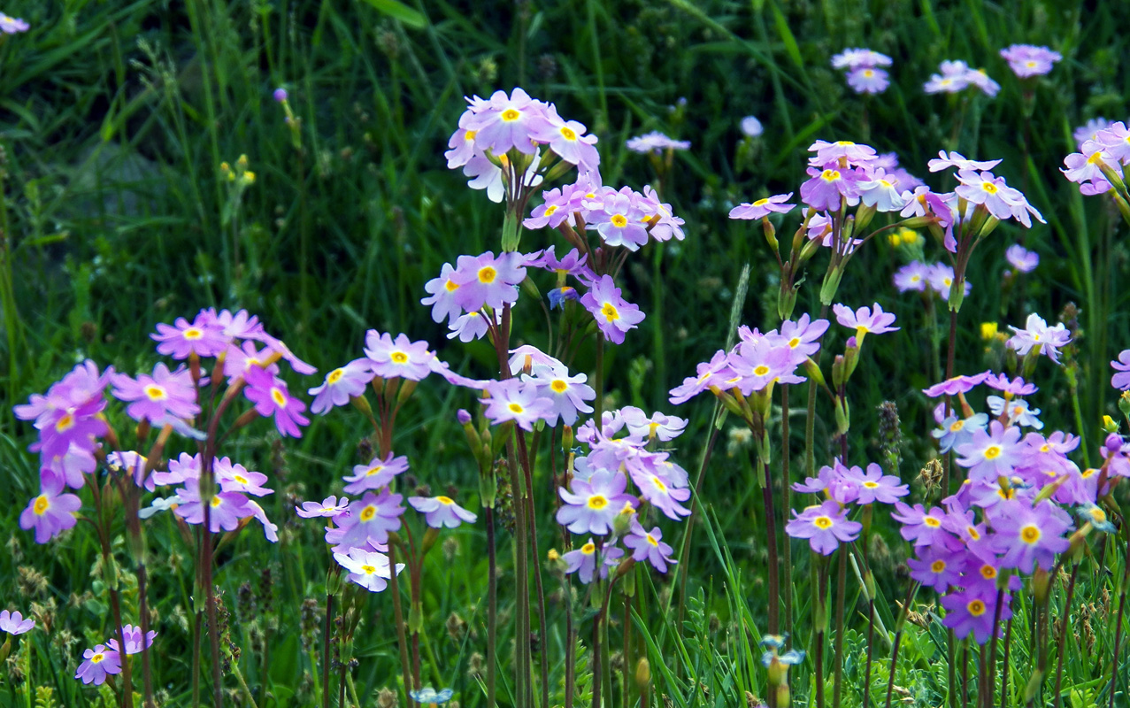 Image of Primula pamirica specimen.