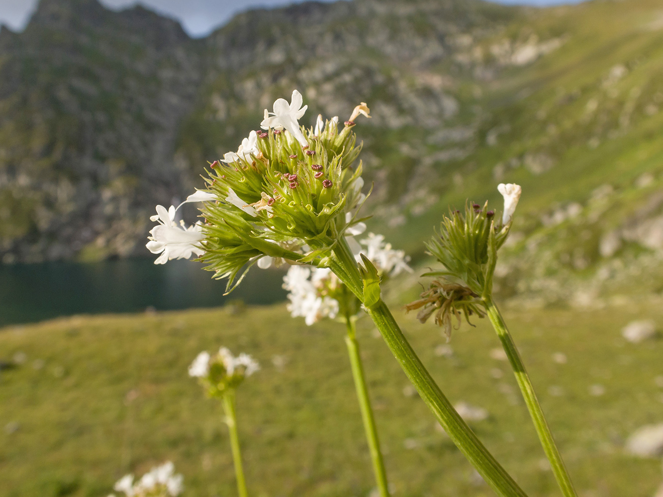 Изображение особи Valeriana alpestris.