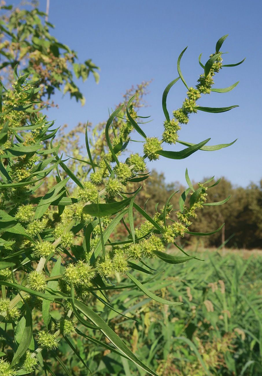 Изображение особи Rumex maritimus.