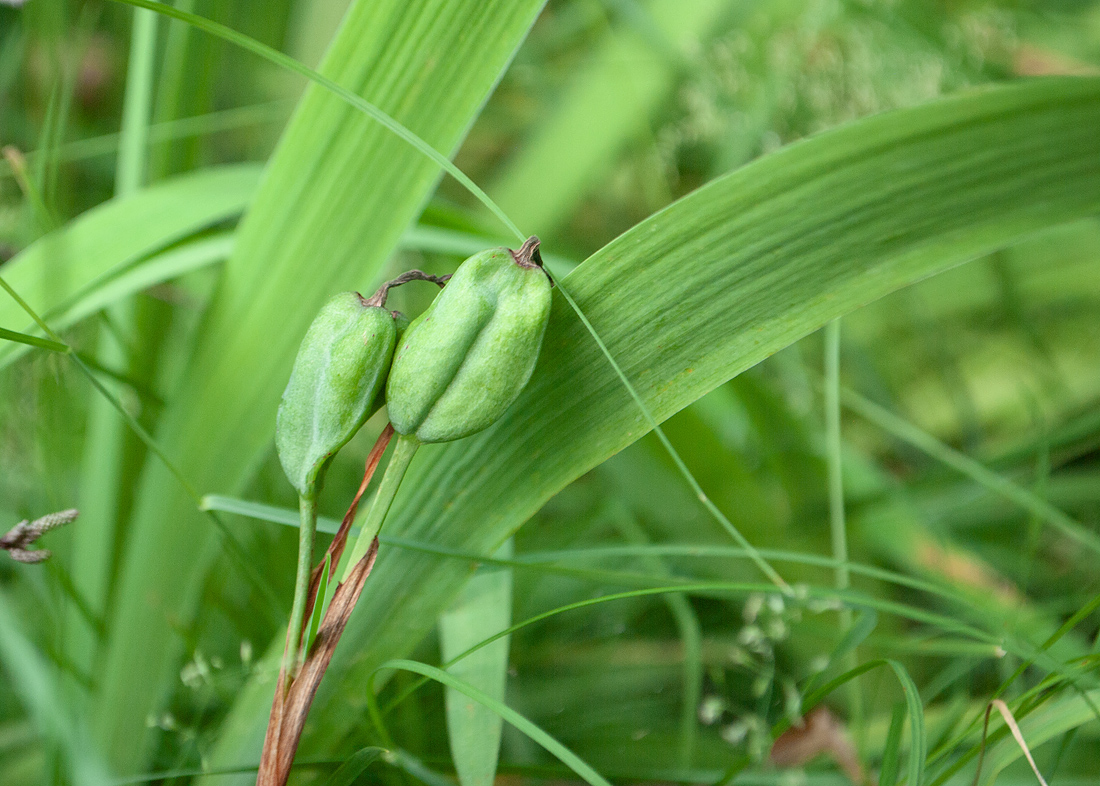 Image of Iris setosa specimen.