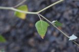 Chenopodium sosnowskyi. Часть веточки. Чечня, Шаройский р-н, левый борт долины р. Шикаройакх, ниже селения Шикарой, каменистый склон. 8 августа 2023 г.