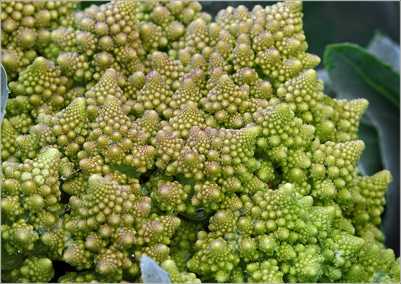 Изображение особи Brassica oleracea var. botrytis.