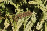 Asplenium trichomanes подвид inexpectans. Вайи (одна развёрнута абаксиальной поверхностью с сорусами). Крым, Севастополь, Инкерман, обнажение известняка. 14.11.2023.