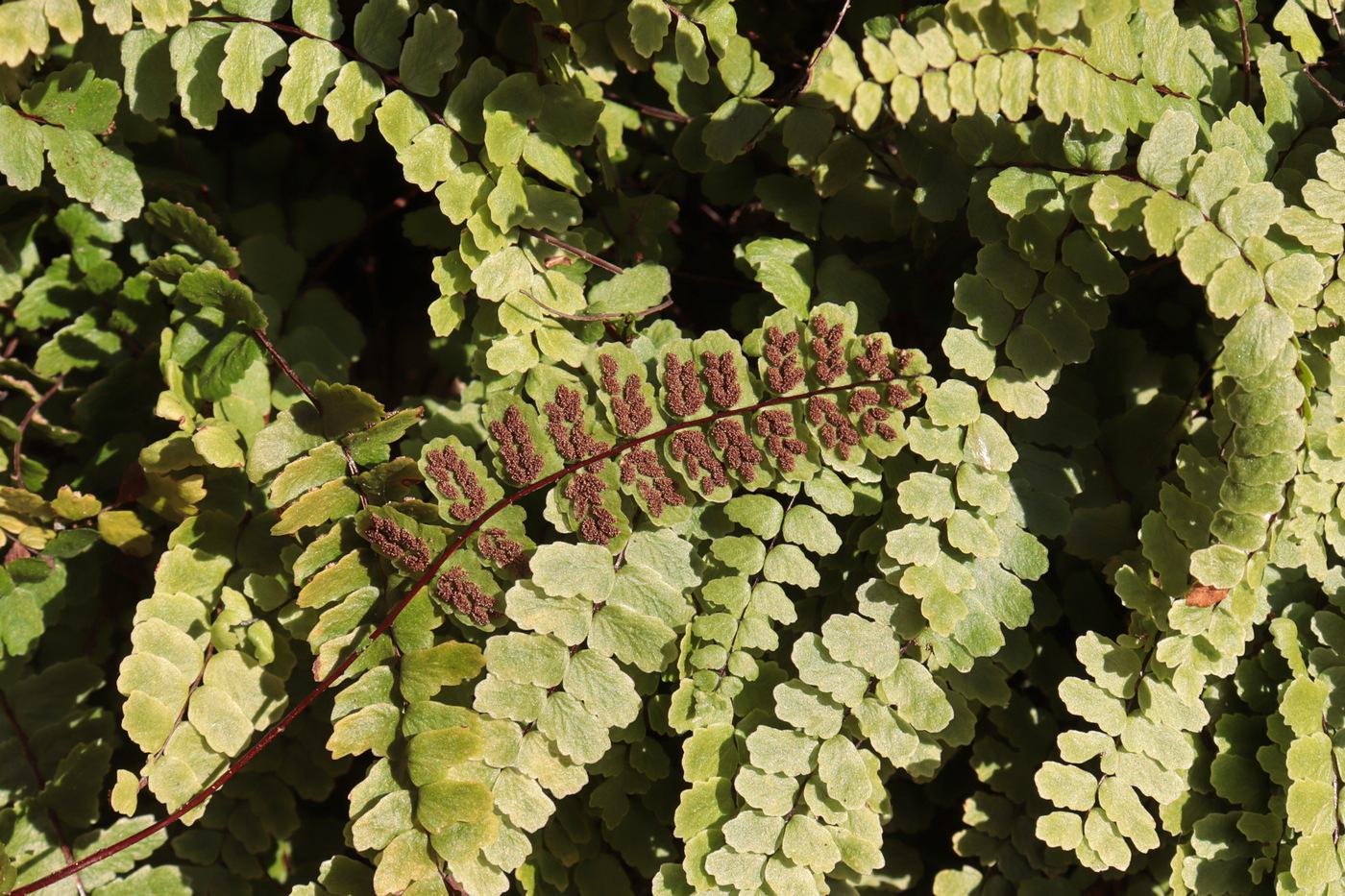 Изображение особи Asplenium trichomanes ssp. inexpectans.