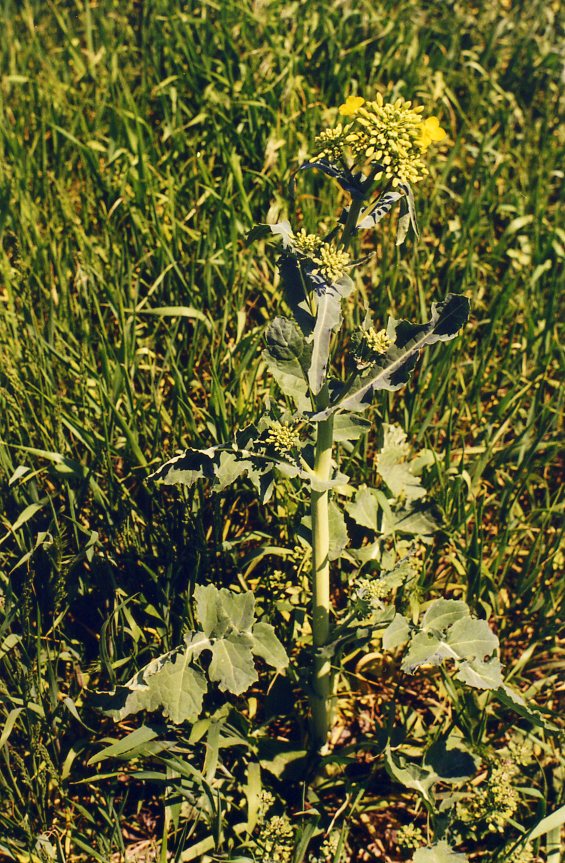 Image of Brassica napus specimen.