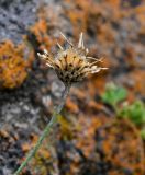 Psephellus salviifolius