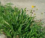 Coreopsis grandiflora