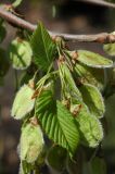 Ulmus laevis