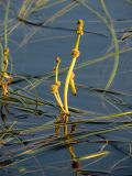 Sparganium gramineum