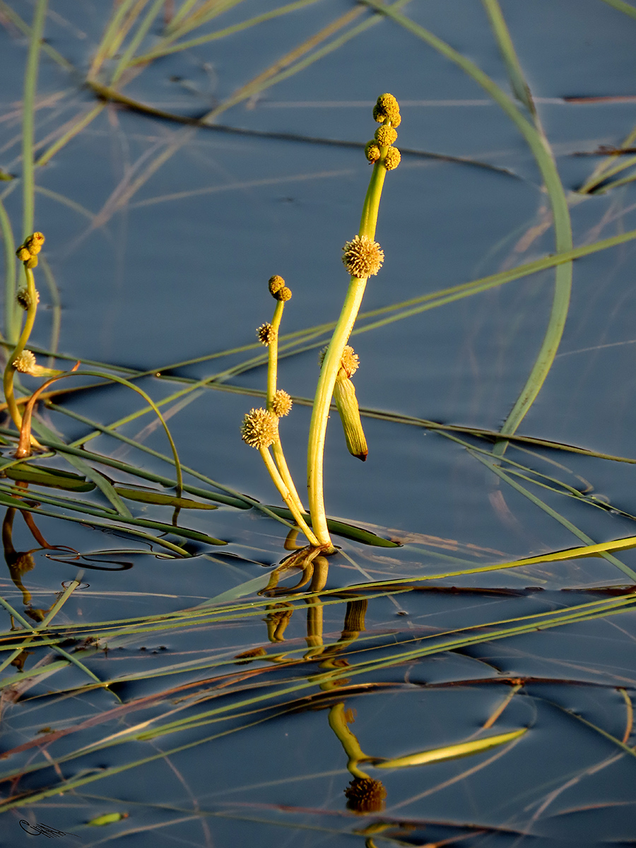 Image of Sparganium gramineum specimen.