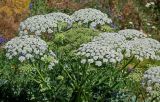 genus Heracleum. Соцветия и соплодие. Армения, обл. Гегаркуник, берег оз. Севан, окр. монастыря Севанаванк, ≈ 1900 м н.у.м., подножие лугового склона. 23.06.2022.