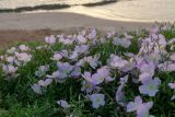 Oenothera speciosa. Цветущие растения. Израиль, г. Яффо, высокий берег Средиземного моря. 30.03.2024.