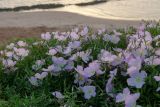 Oenothera speciosa