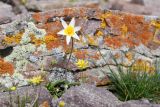 Tulipa buhseana