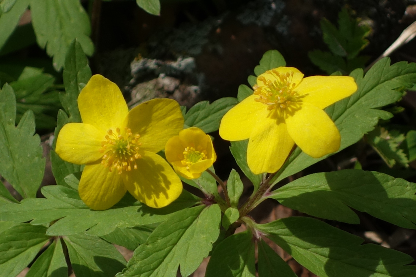 Изображение особи Anemone ranunculoides.