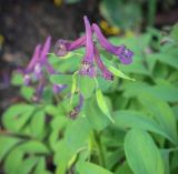 Corydalis intermedia. Цветки. Ростовская обл., г. Донецк, клумба. 09.04.2024.