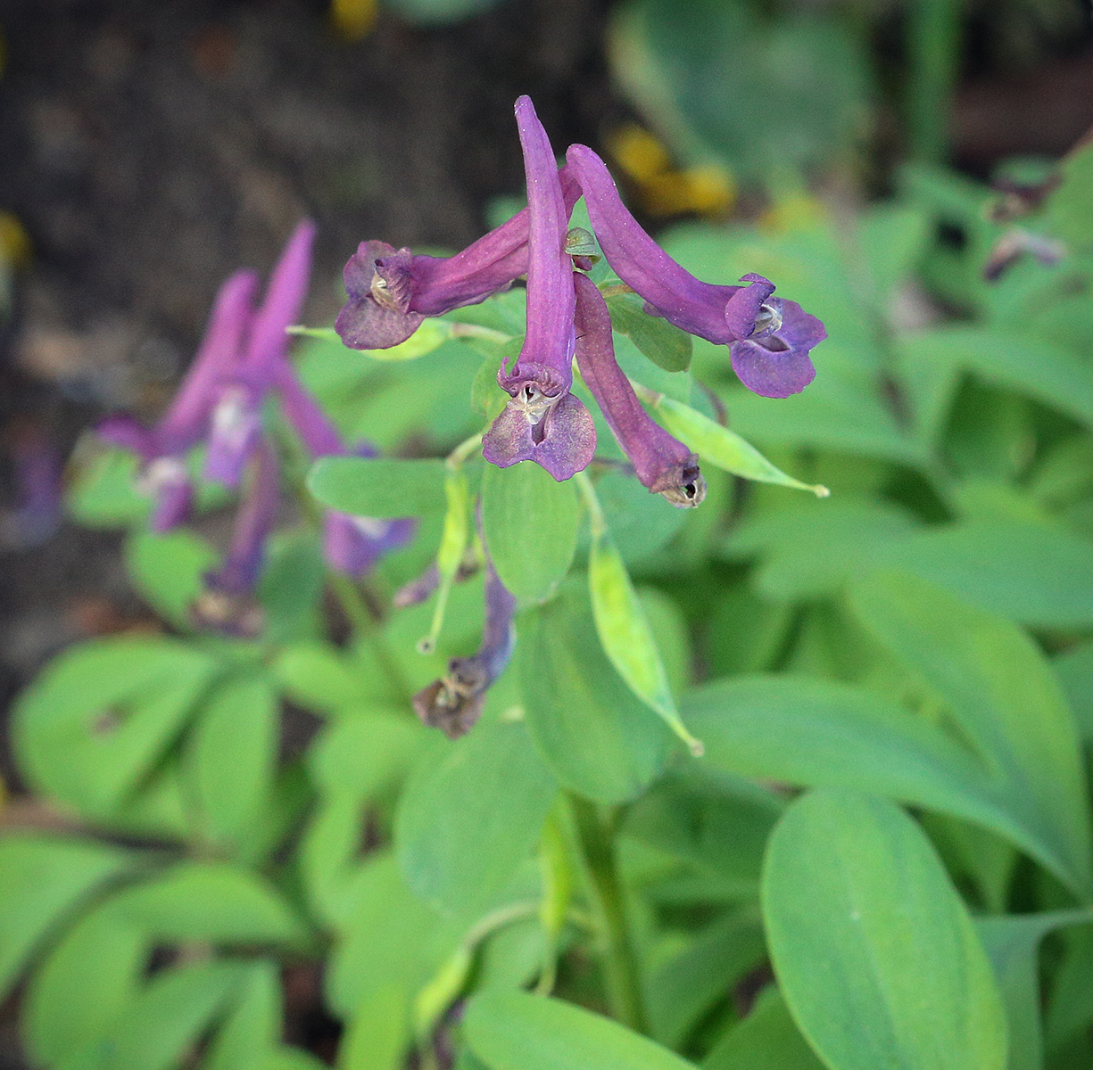 Image of Corydalis intermedia specimen.