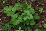 Geum rivale