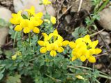 Lotus corniculatus