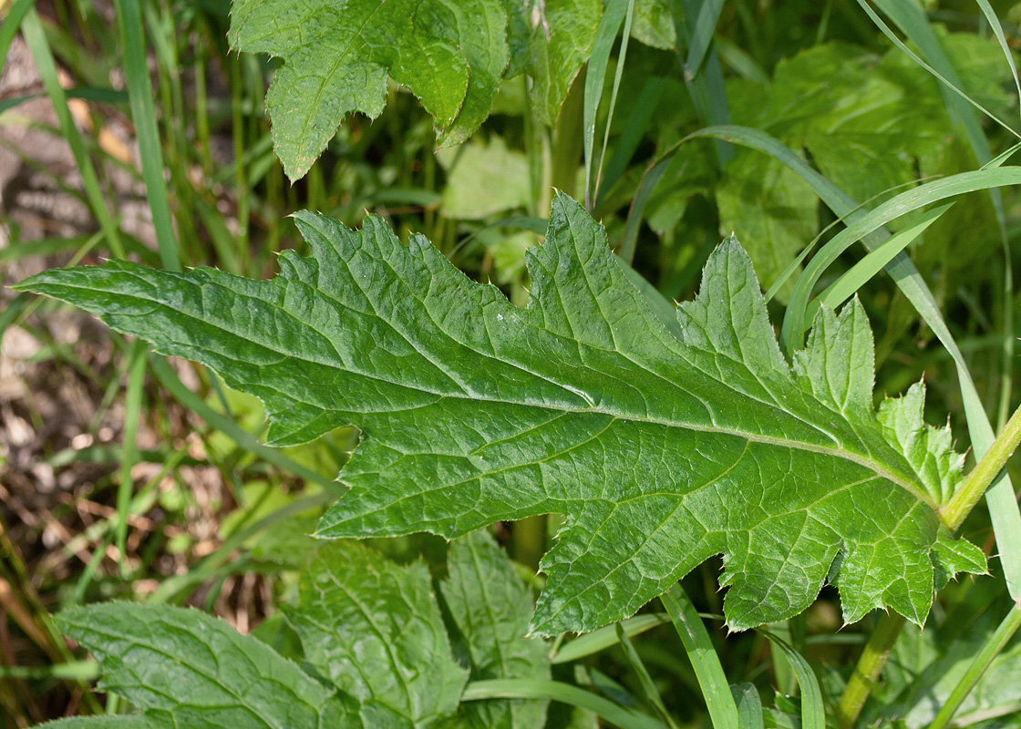 Image of Cirsium kamtschaticum specimen.