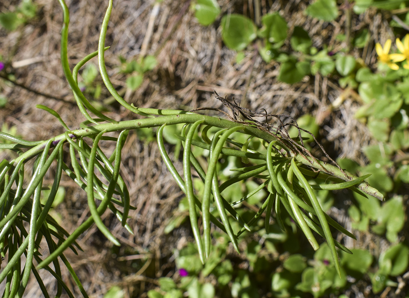 Image of Senecio pseudolongifolius specimen.