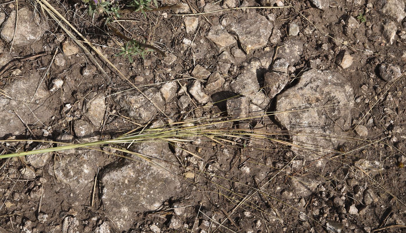 Image of Stipa capillata specimen.