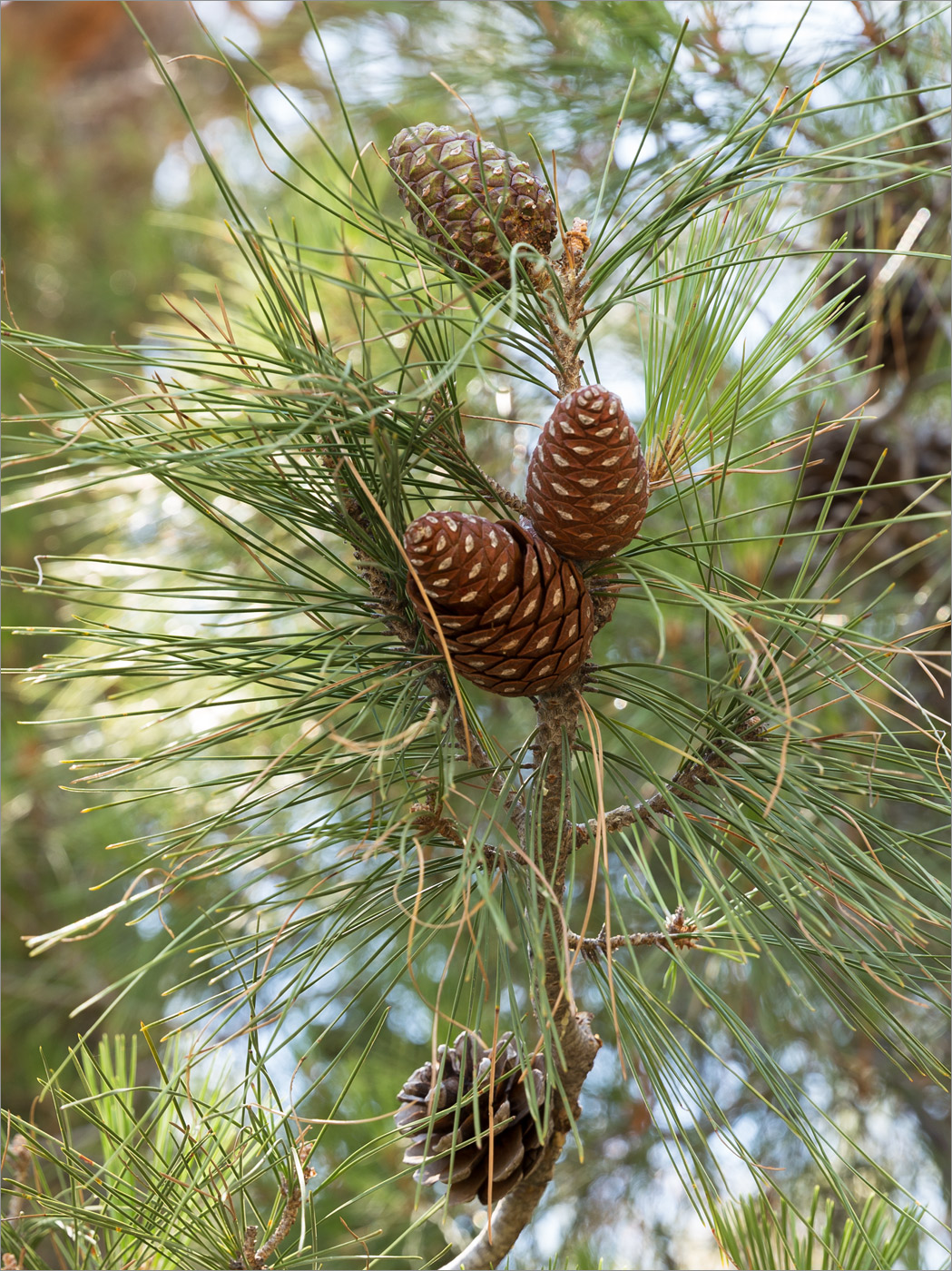 Image of Pinus brutia specimen.