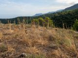 Asphodeline lutea